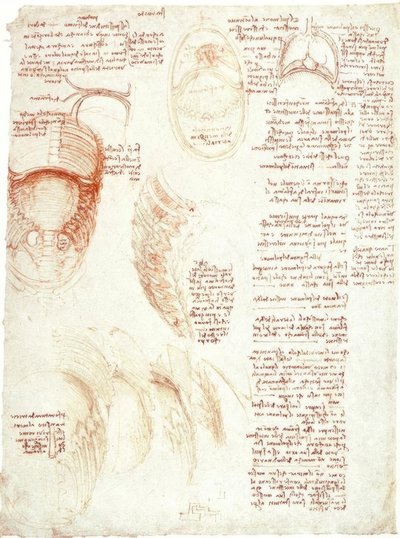 Anatomiestudies: Borstkas en middenrif door Leonardo da Vinci